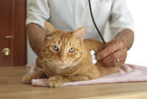 Spaying/Neutering your pet helps control pet populations and health.