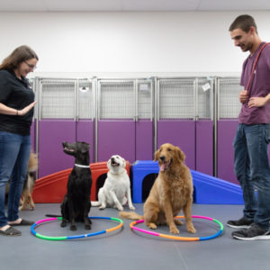 Dog Daycare at Wagly Pet Hospital