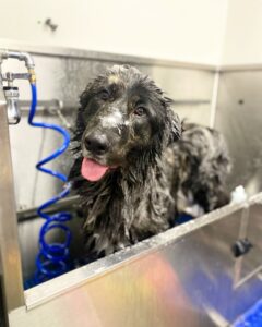 Black dog happy in bath