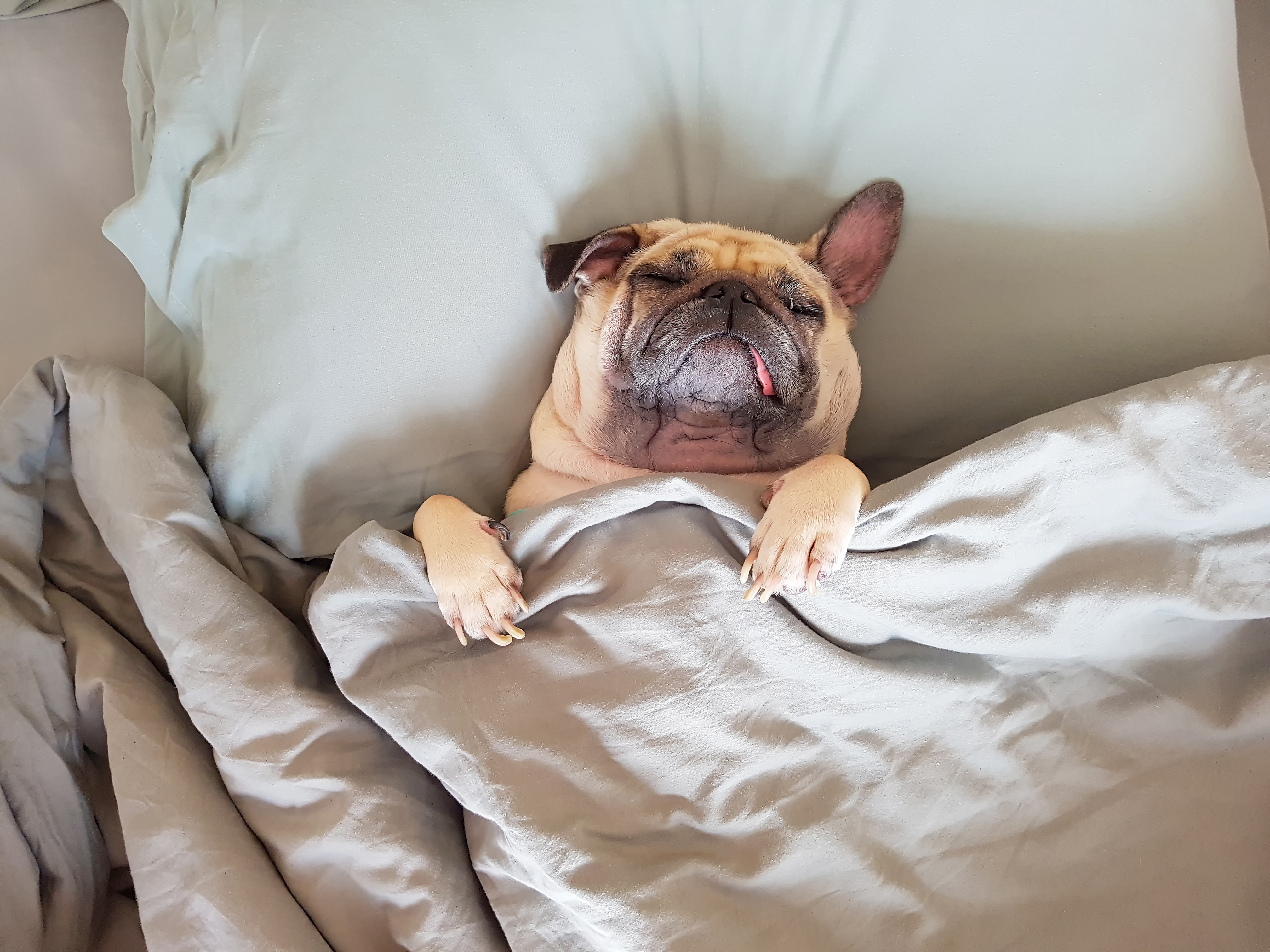 Почему собаки спят на кровати. Собака в одеяле.