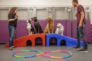 Wagly's specialty behavior training programs.