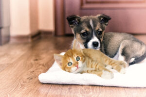 Cute puppy and kitten lying together on a blanket