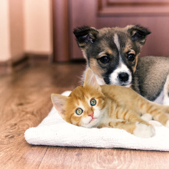 Cute puppy and kitten lying together on a blanket