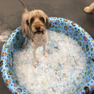 A dog in daycare plays in a pool of ice cubes.