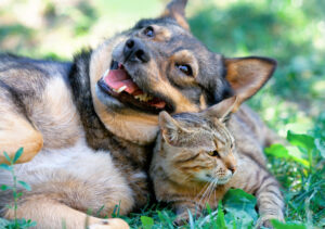 happy dog laying in grass with a cat